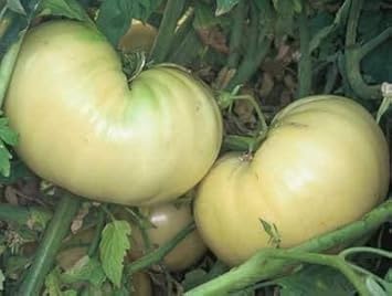 White Tomato Fruit Seeds - Unique and Tasty for Your Garden Variety 100 pcs